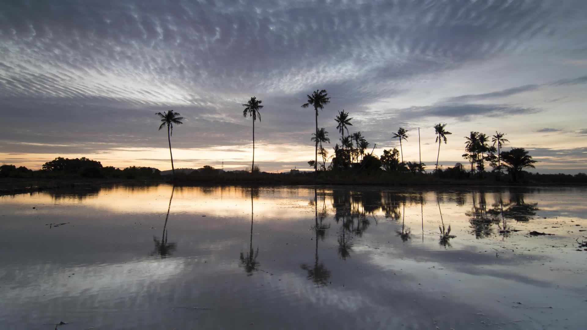 日落反射线椰子树排成一排视频的预览图