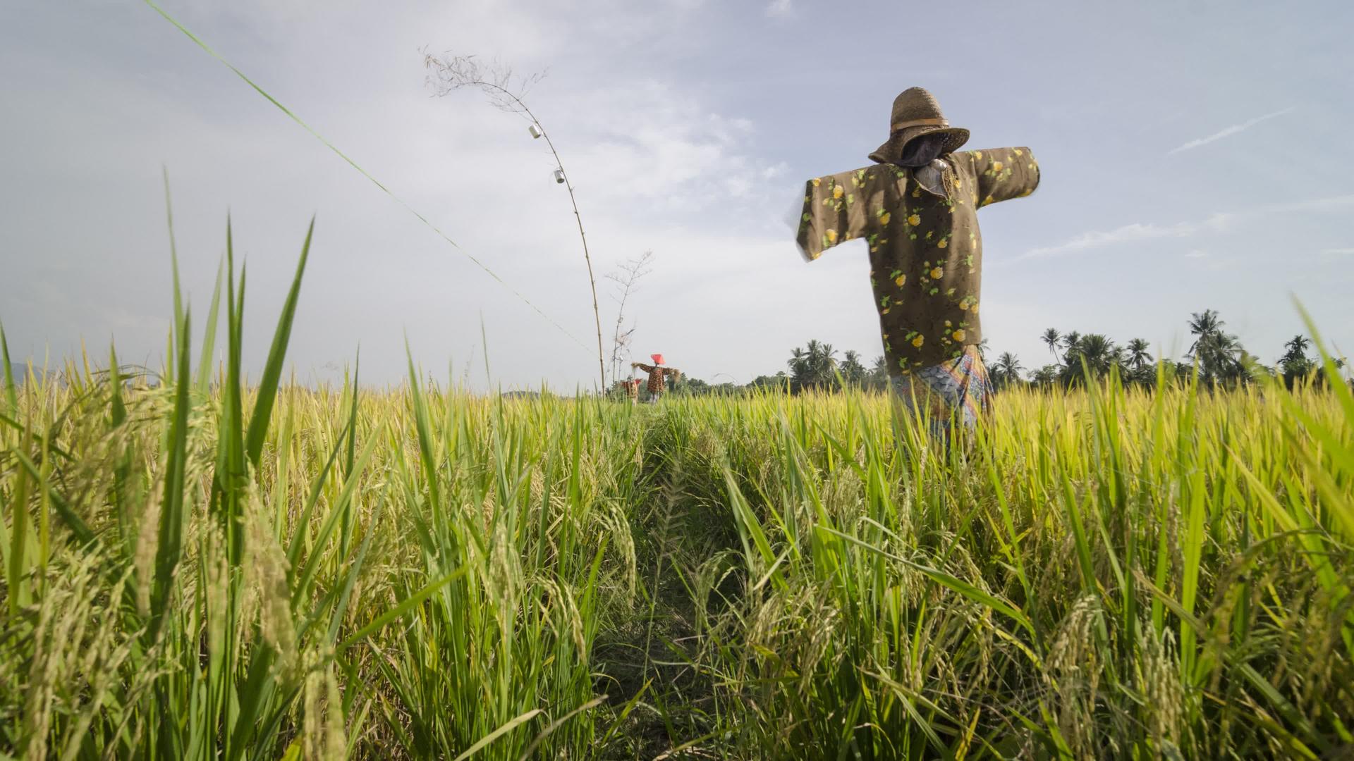 稻草人穿着传统的马雷服站在稻田里视频的预览图
