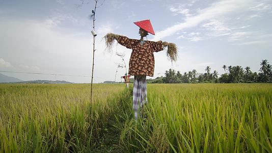 Malaysi稻田和稻草人的背景视频的预览图