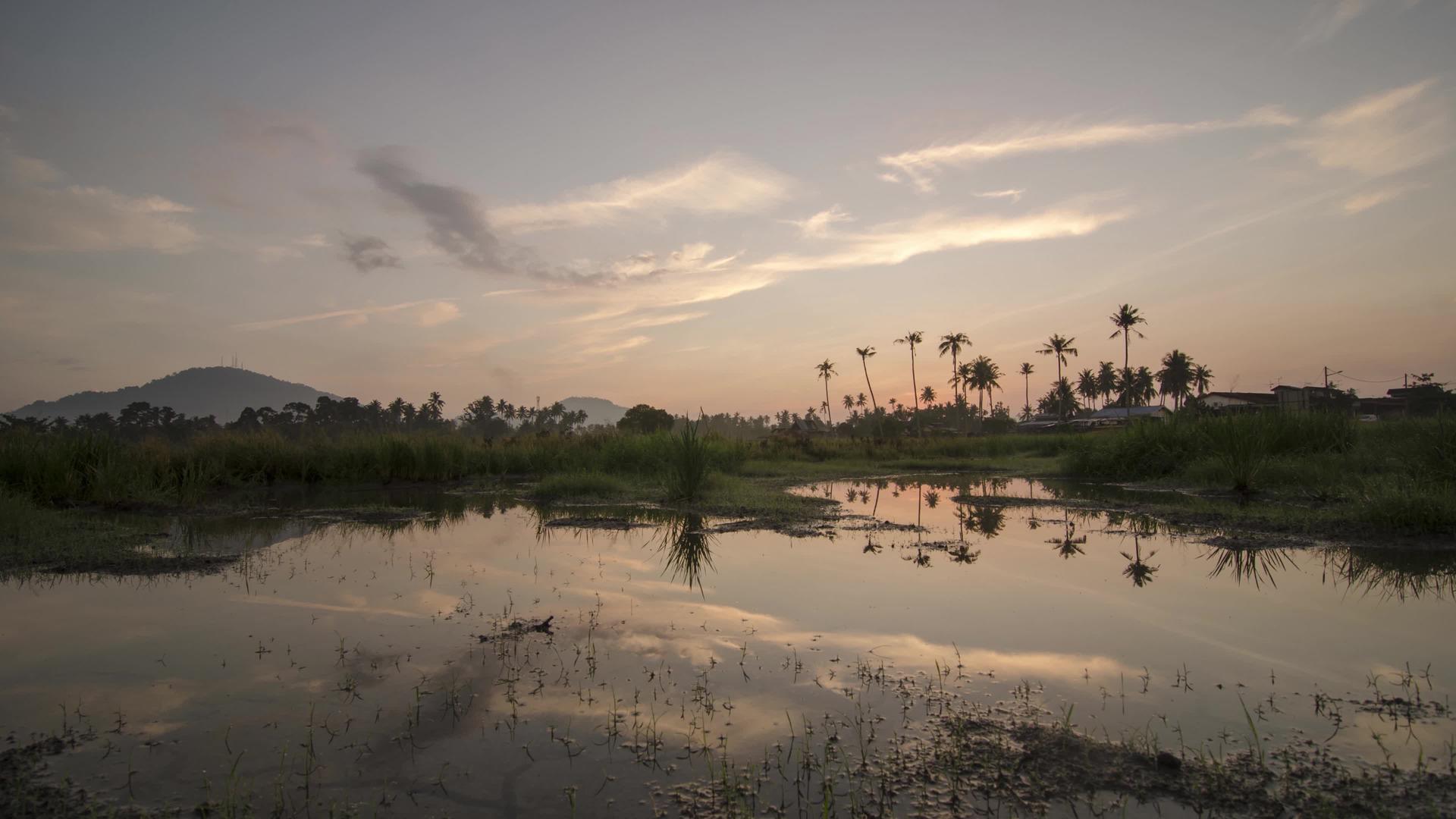 日出时间折叠椰子农场种植园视频的预览图