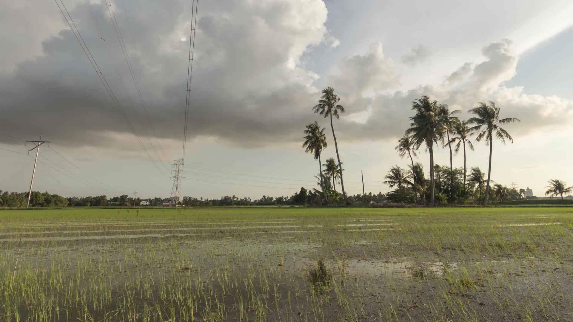 电线旁的椰子被时空遮挡视频的预览图