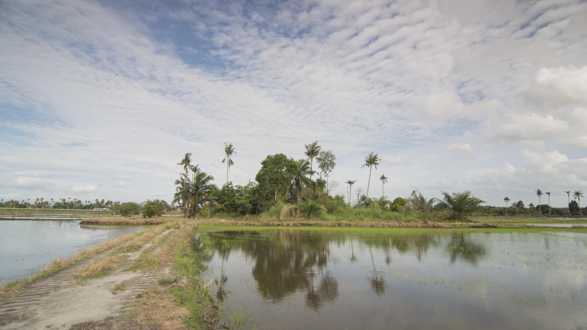 热带种植场椰子树计时laspe视频的预览图