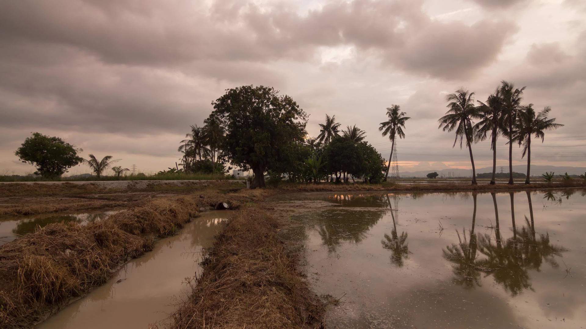 湿地农场的椰子树倒塌了视频的预览图