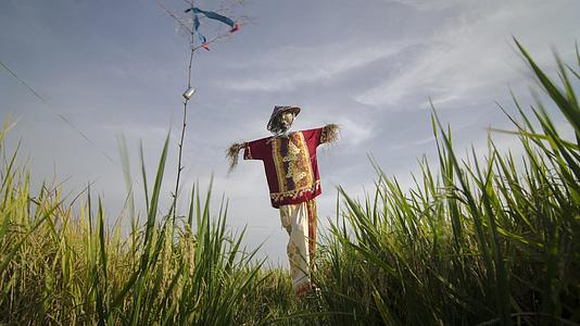 马来西亚稻田里的稻草人以人类的形式出现视频的预览图