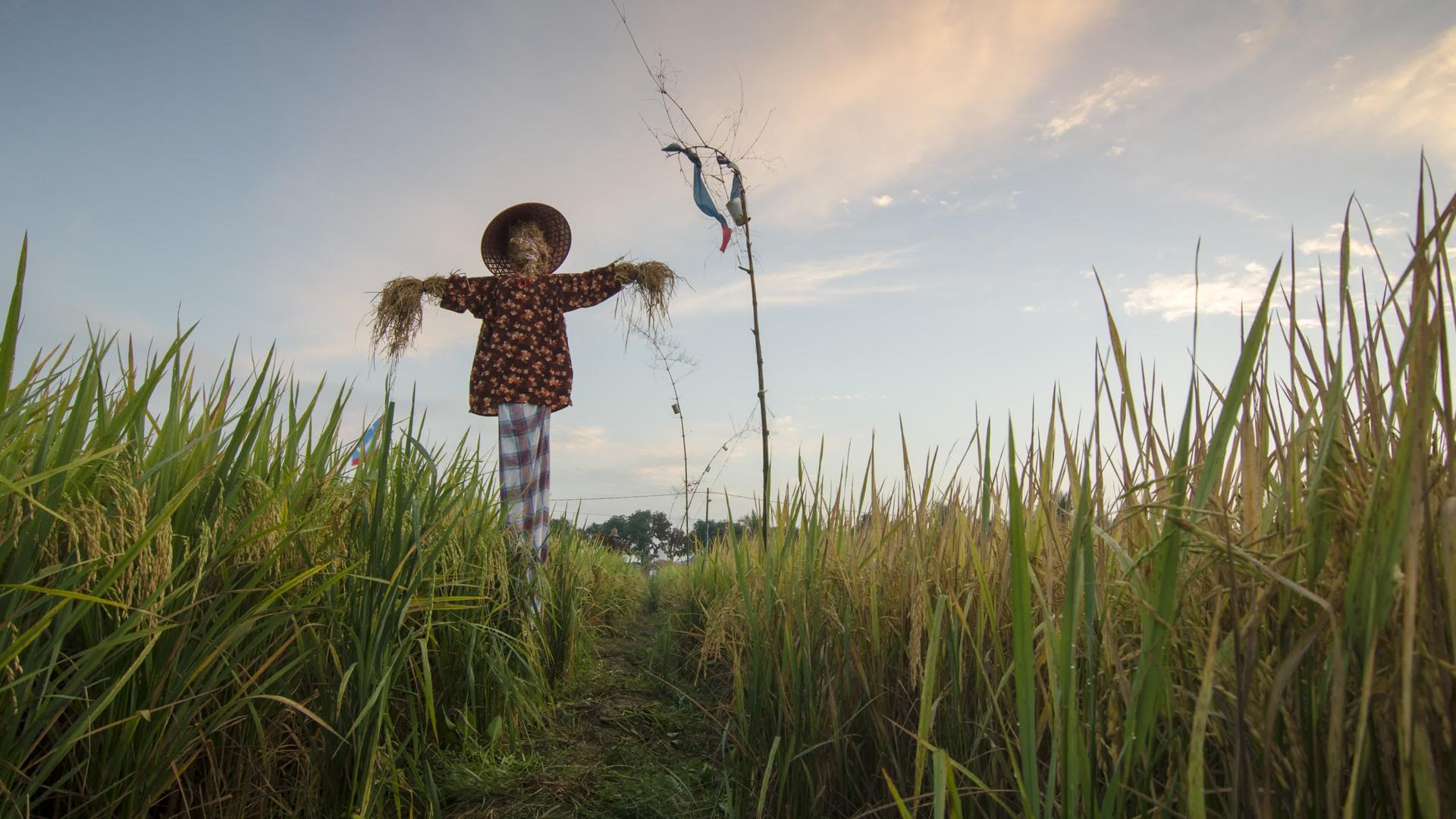 稻草人站在马拉西亚的柏南绿稻田里视频的预览图