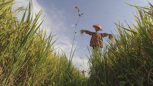 波南马来西亚的稻草人视频的预览图