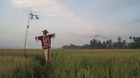 Malaysia稻草人的传统风格视频的预览图