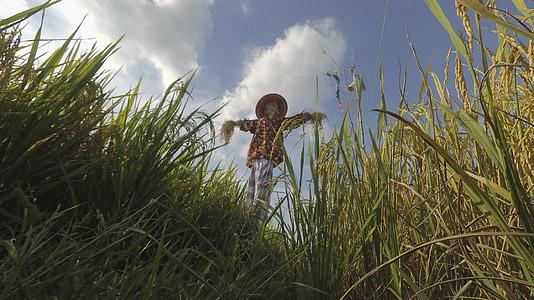 稻田和稻草人都在那里Kampung地penangmalaysia视频的预览图