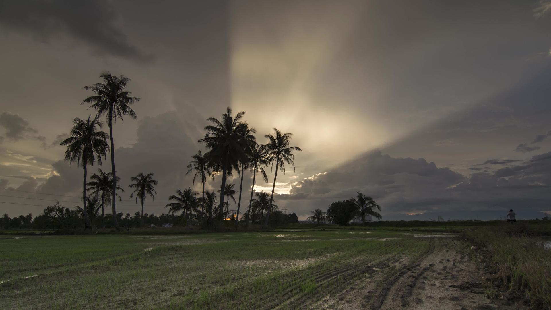 椰子树闪耀着惊人的射线视频的预览图