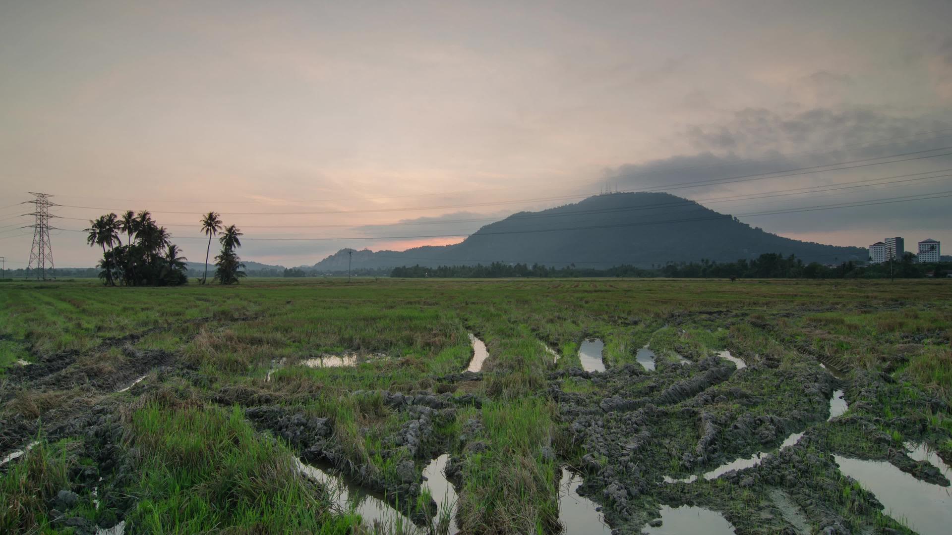 日出在绿色稻田上有背景BukitMertajam视频的预览图