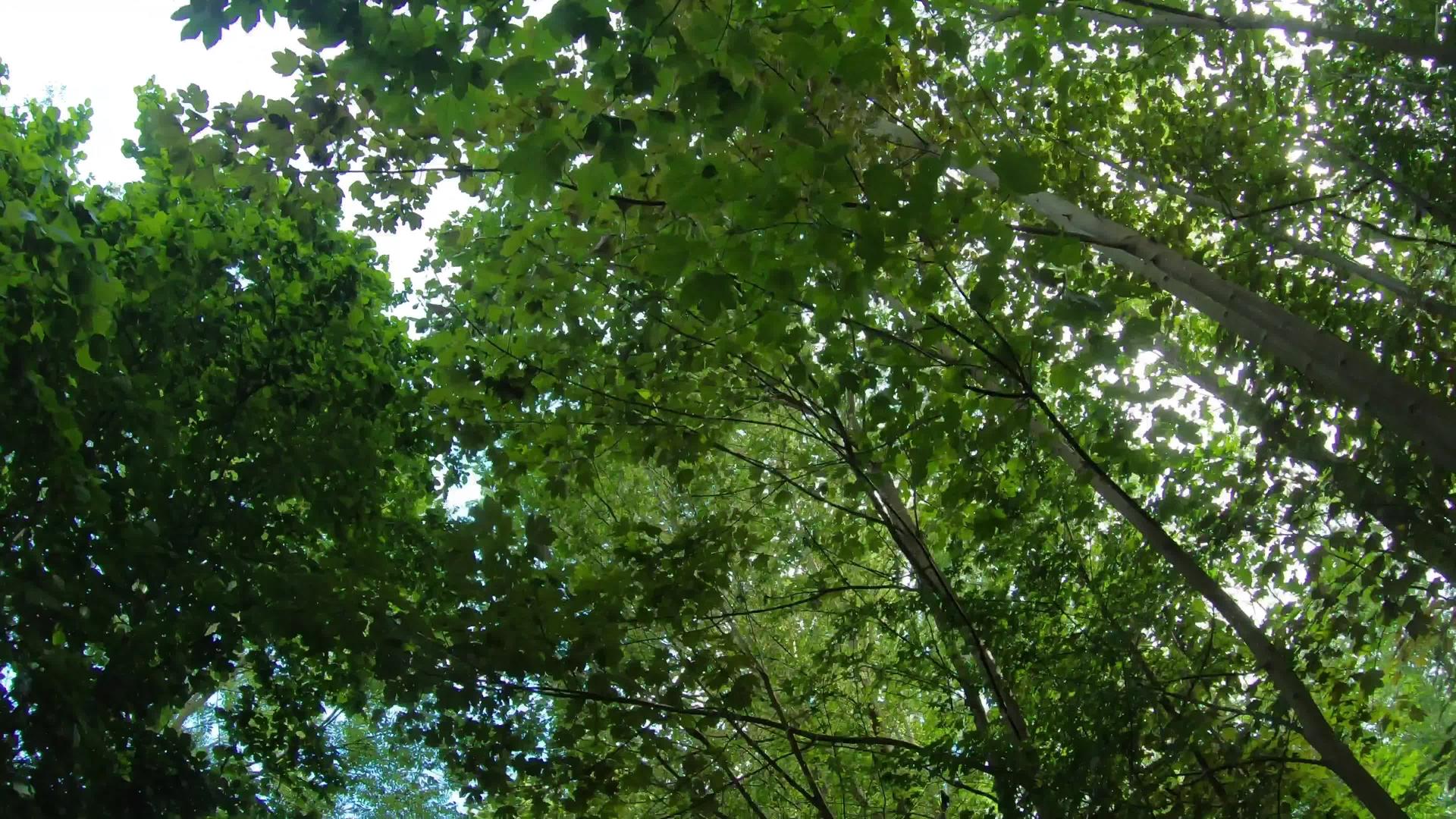 空气中的树木在惊人的树下行走新鲜的空气是美丽的自然的视频的预览图