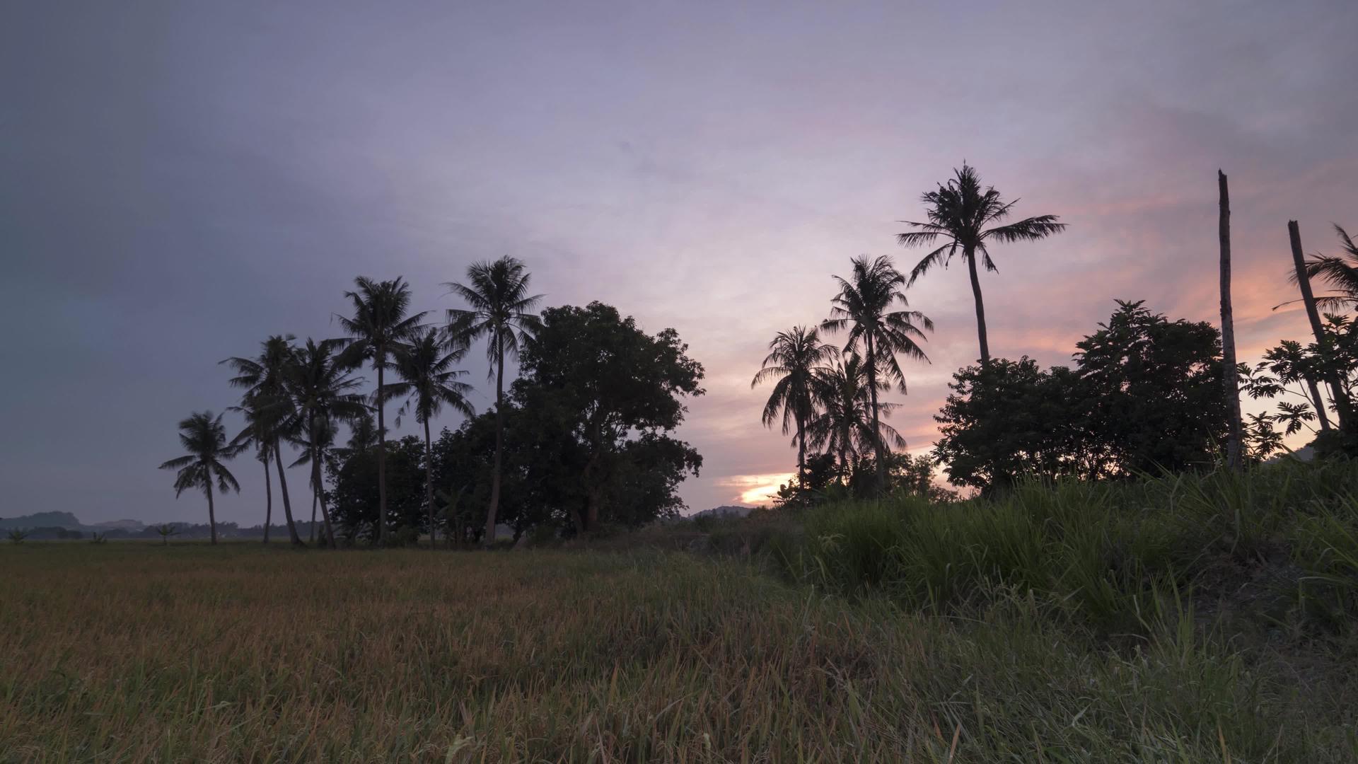 种植成熟的稻田作物时黎明时数视频的预览图