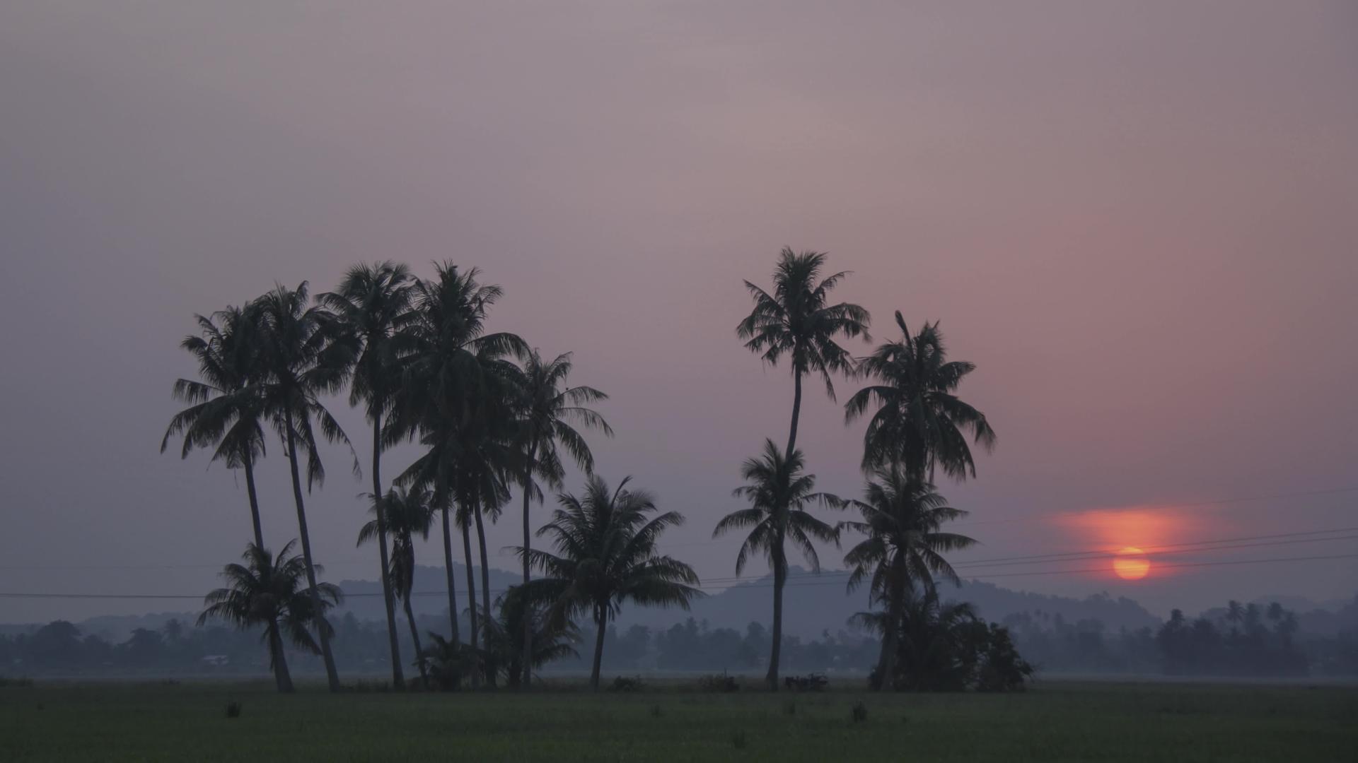太阳从椰子树的地平线升起视频的预览图