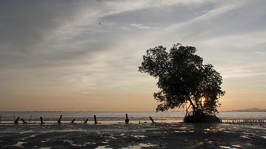 孤独的树在日落nibongtebal视频的预览图