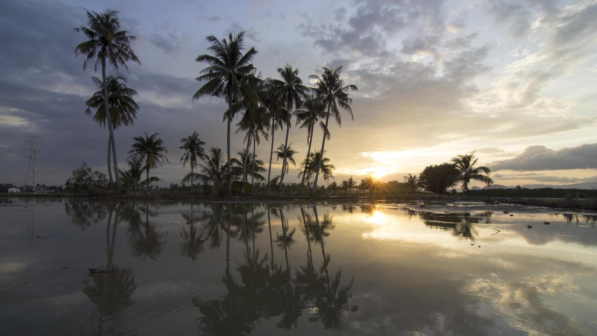 日落椰子树和壮丽的日落椰子树视频的预览图