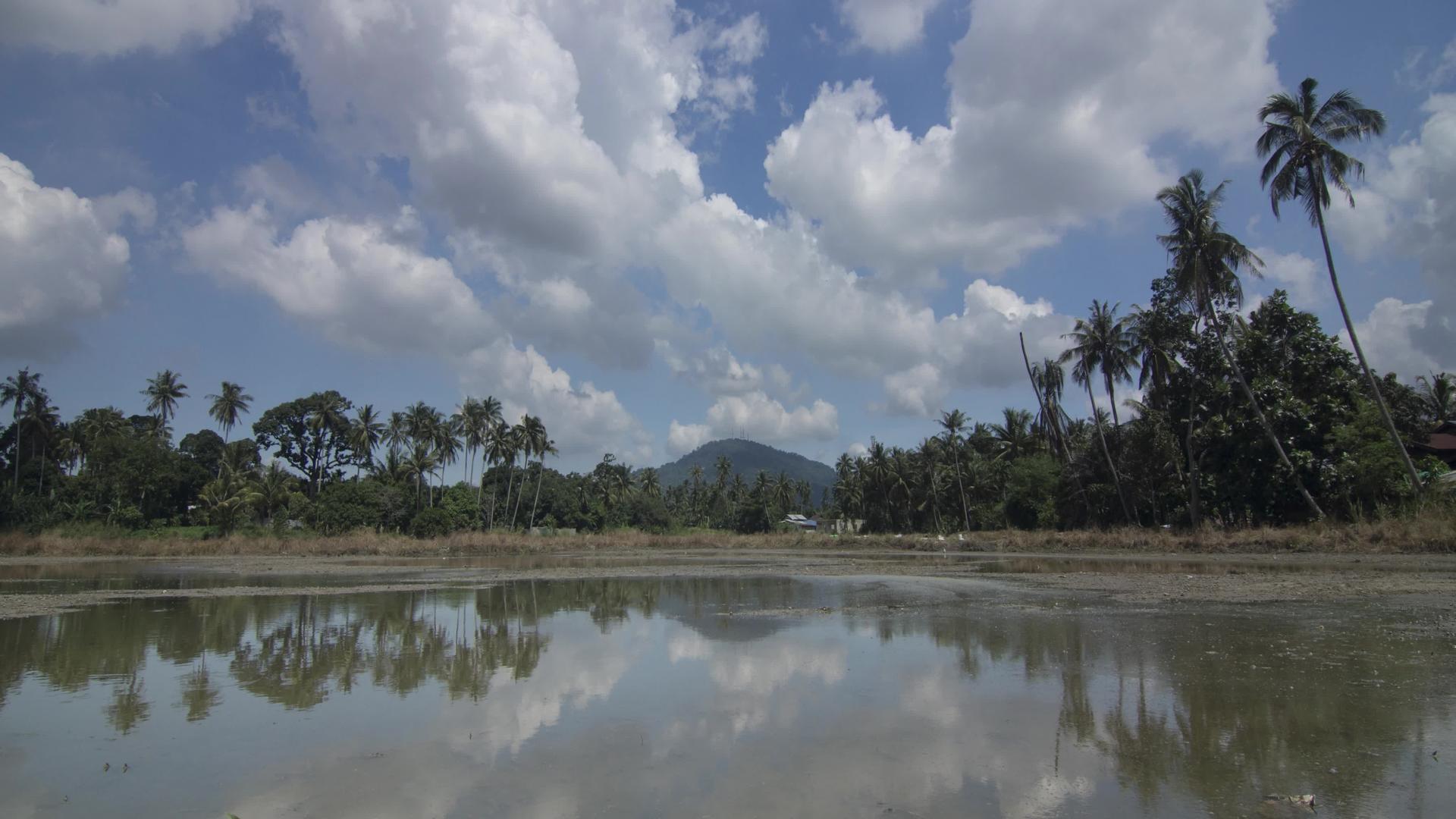 种植期间种植园稻田上方的白云和蓝天被折叠起来视频的预览图