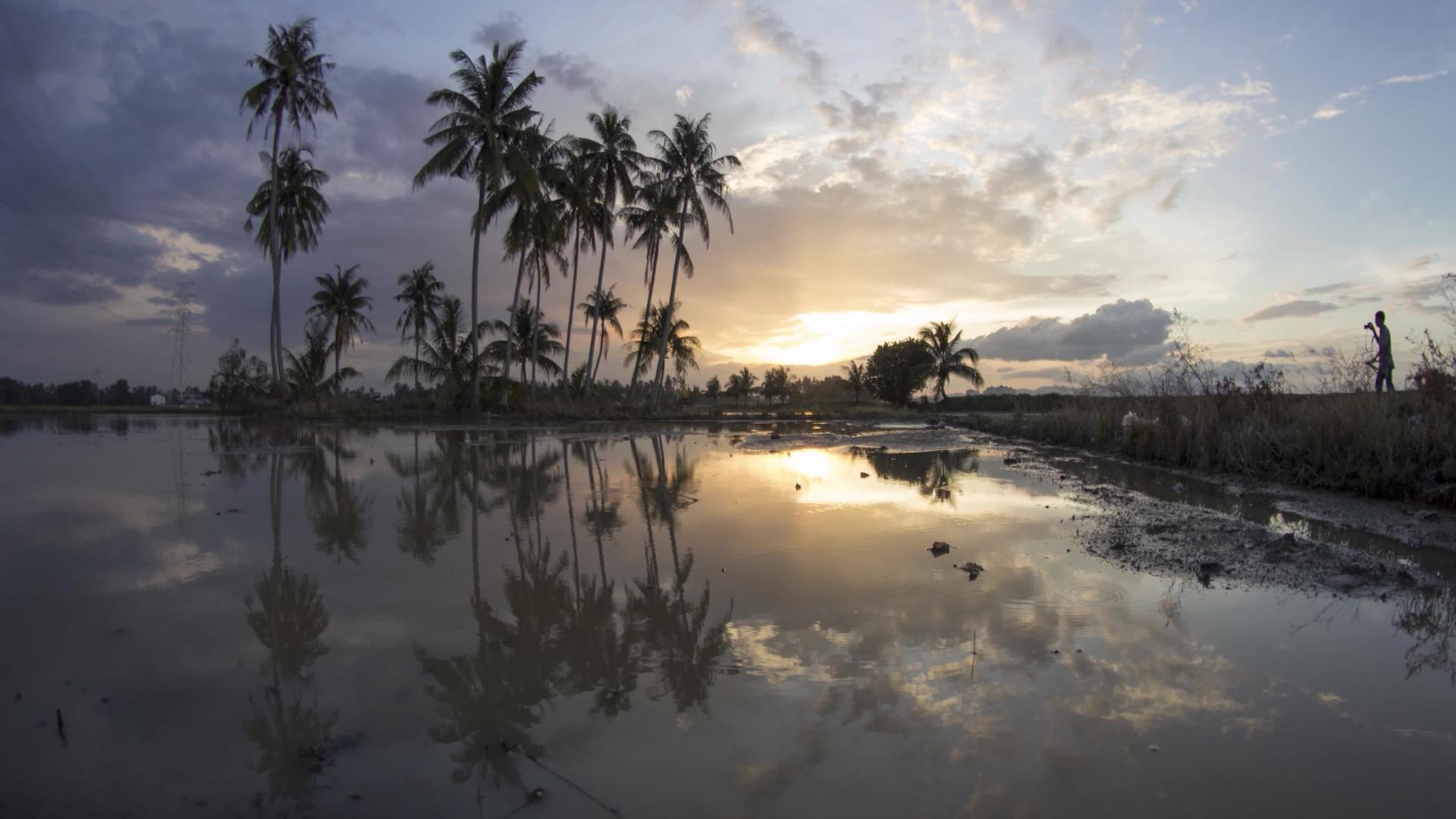 种植椰子树上的日落视频的预览图