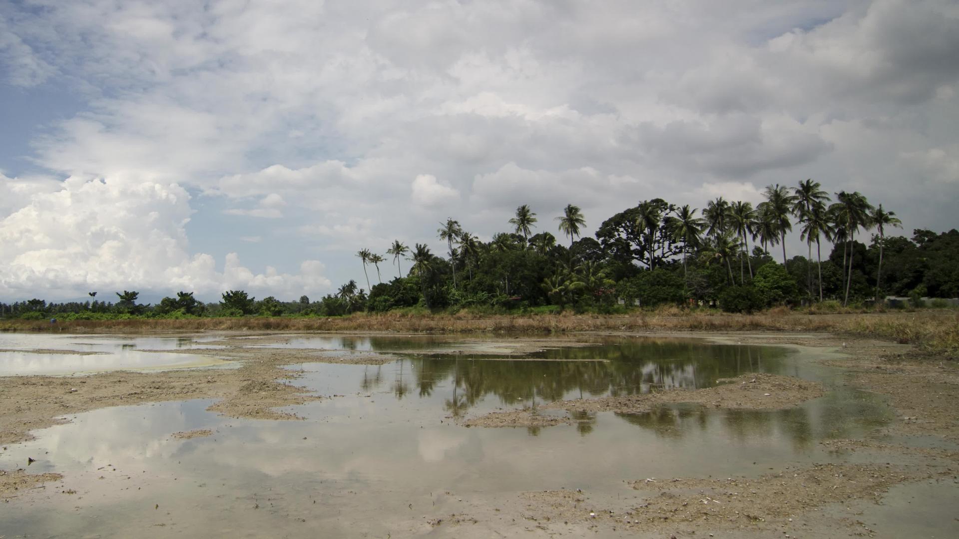 椰子树在稻田种植园的泥地上反射视频的预览图