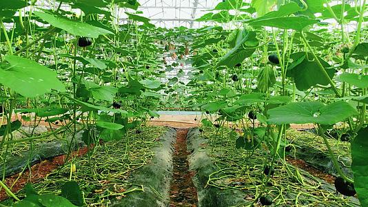 4K实拍温室大棚转季蔬菜南瓜视频的预览图