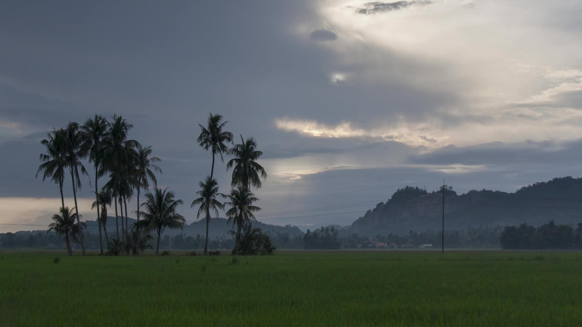 日出椰子树和绿稻田视频的预览图