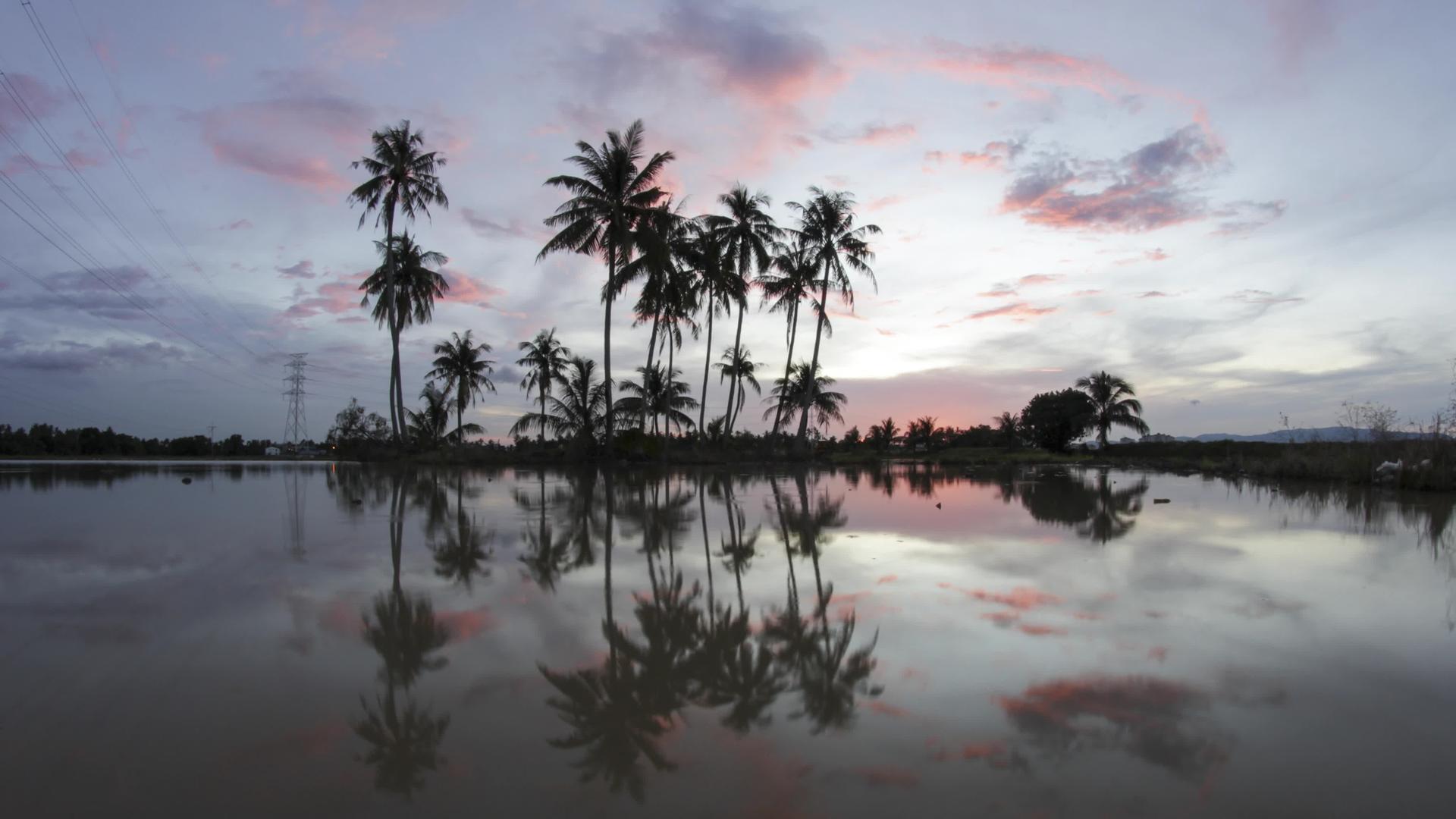 夜云折叠椰子树视频的预览图