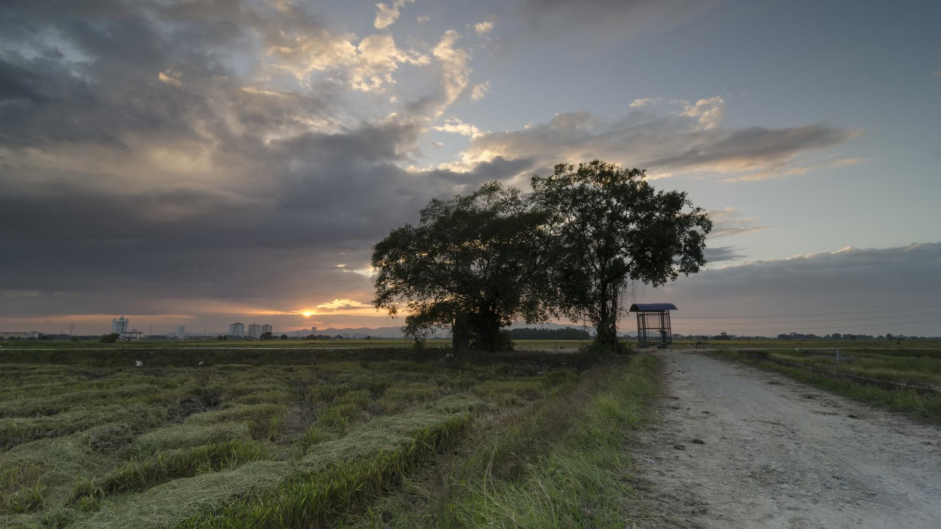 日落总是在稻田的爱树上视频的预览图