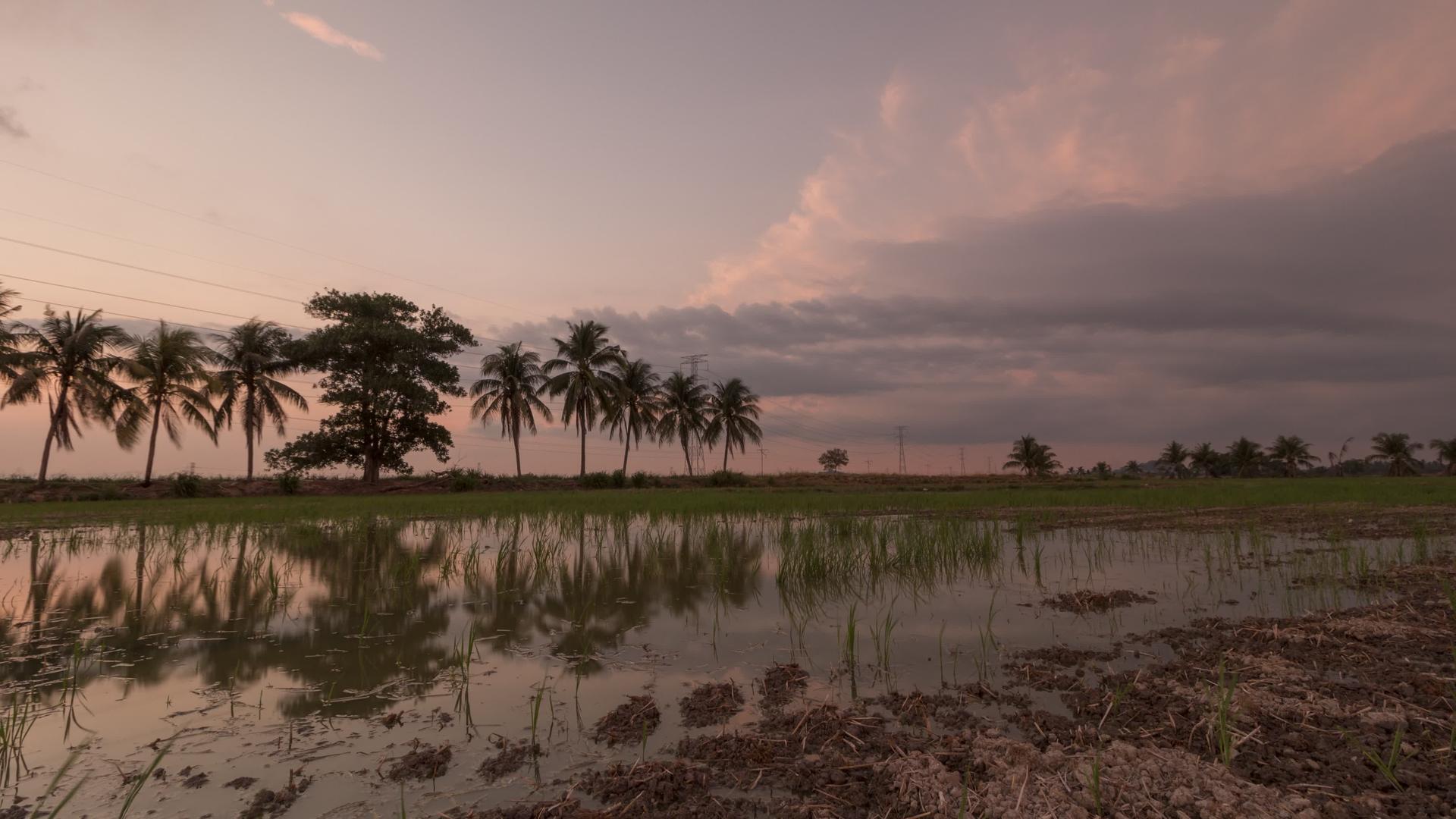 一排椰子树反射夕阳视频的预览图