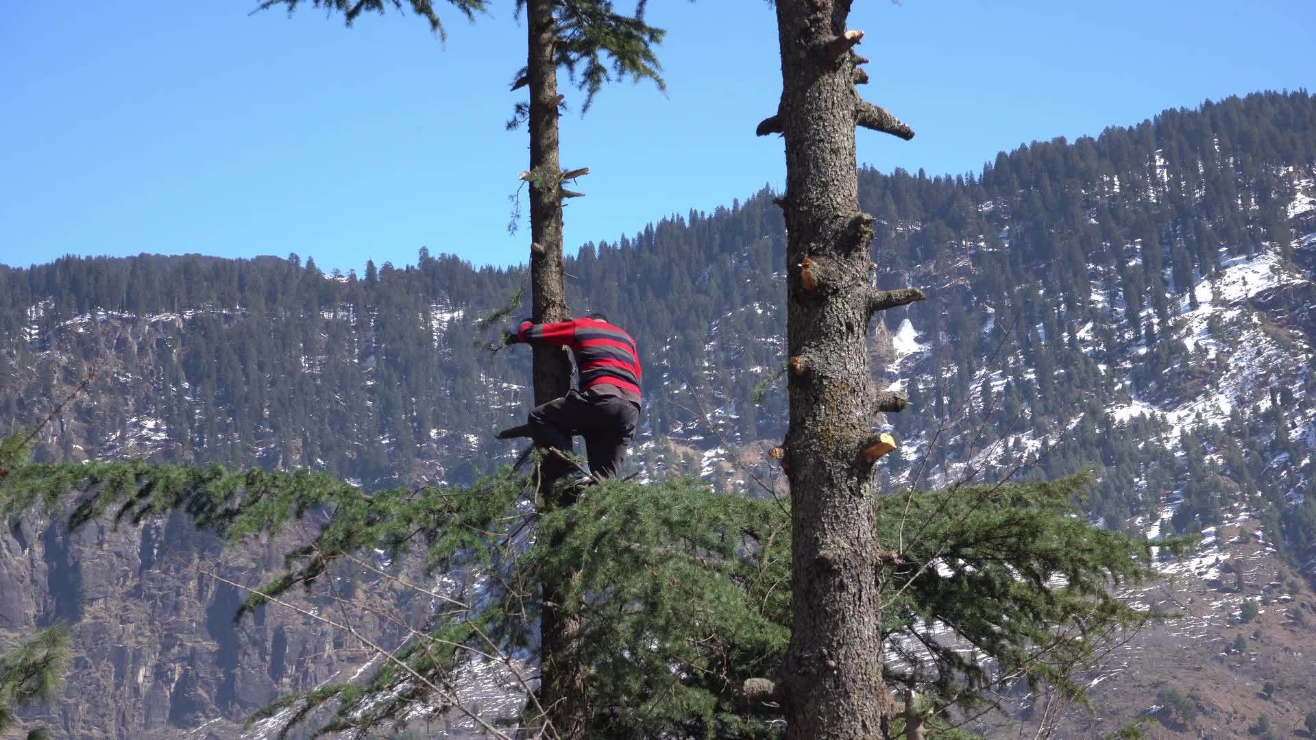 一个人砍伐常青树枝的时间流逝描绘了森林砍伐和气候变化视频的预览图