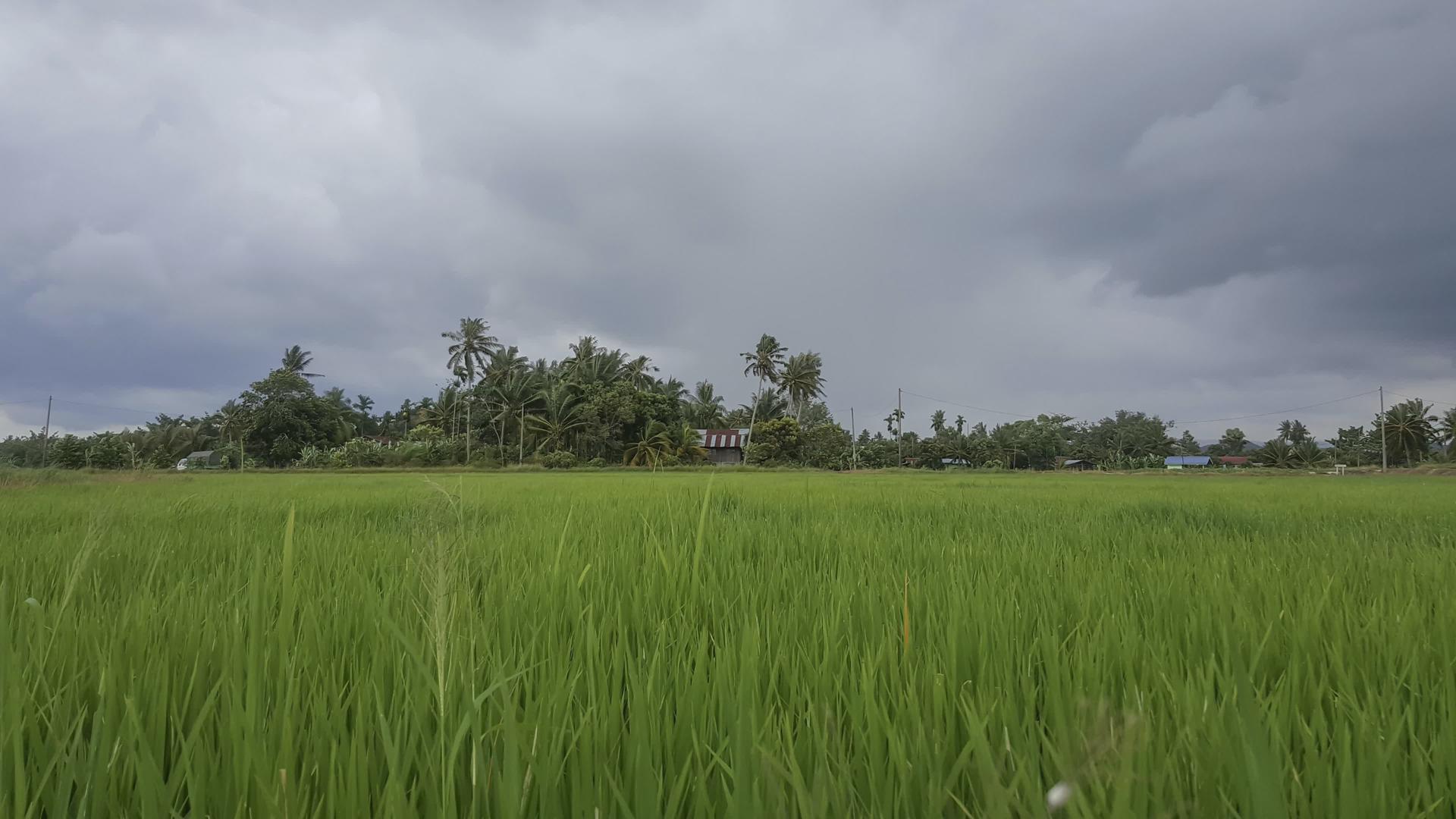位于马来村附近的绿色稻田kampungteruspenang视频的预览图