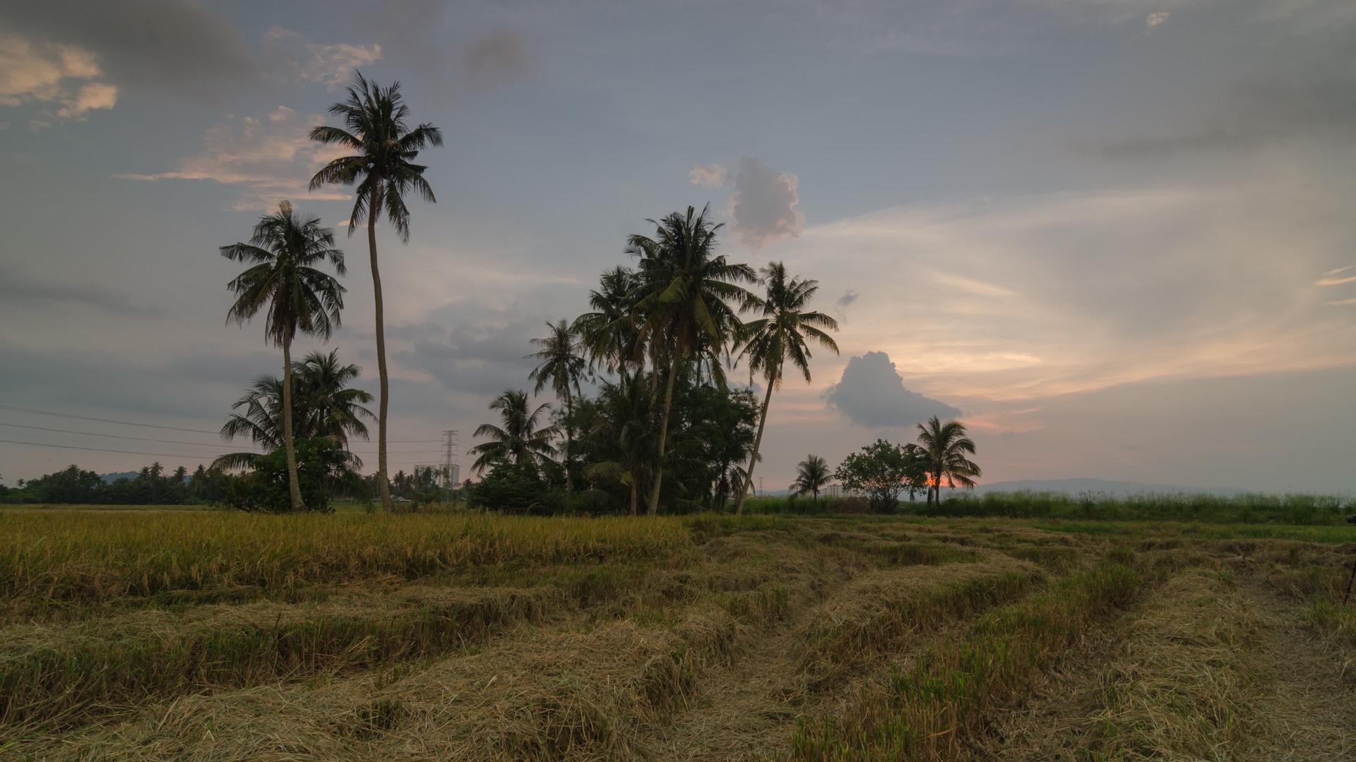 稻田椰子树的日落刚刚收获视频的预览图