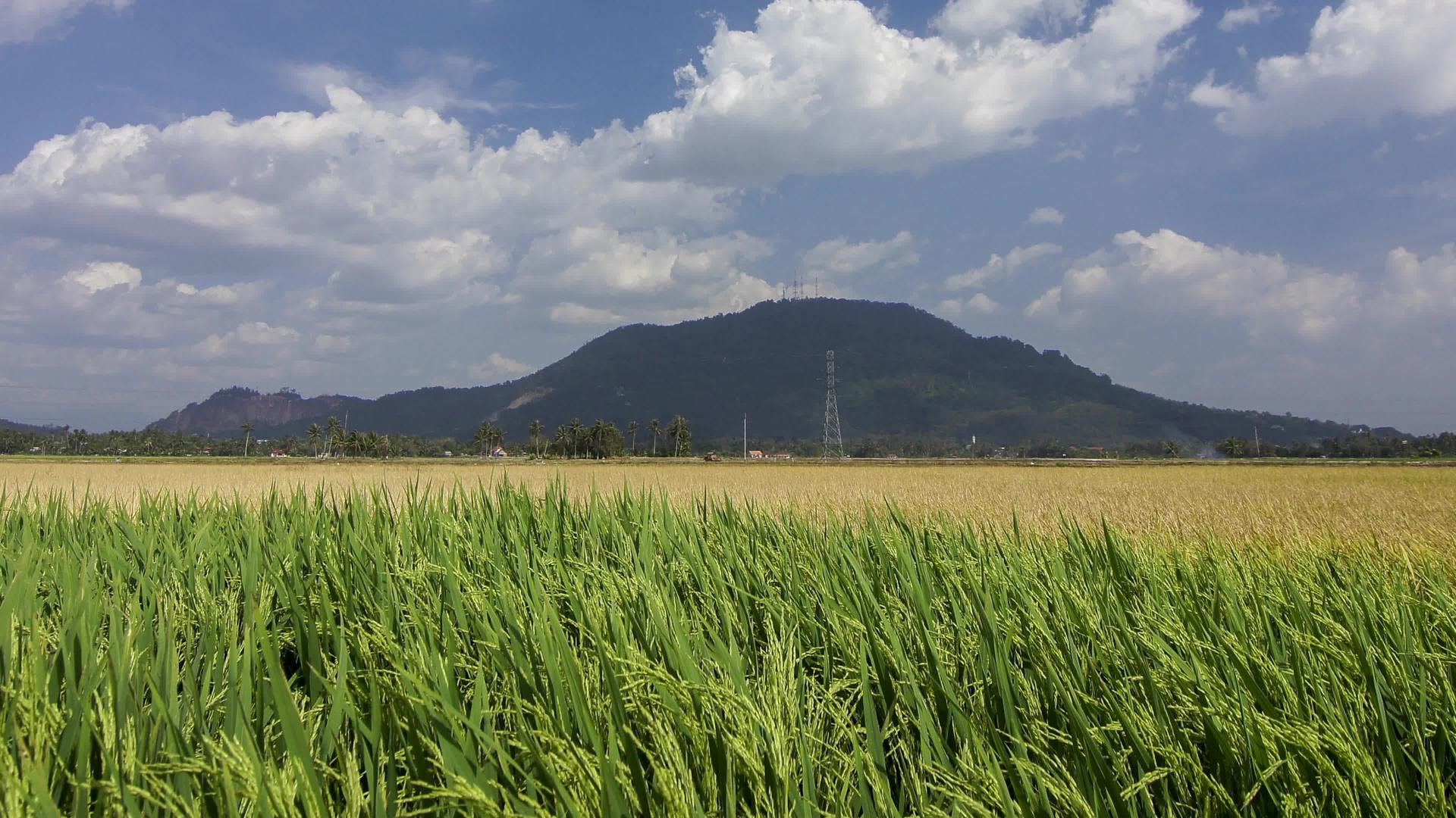明阳大坝绿稻和黄稻田视频的预览图