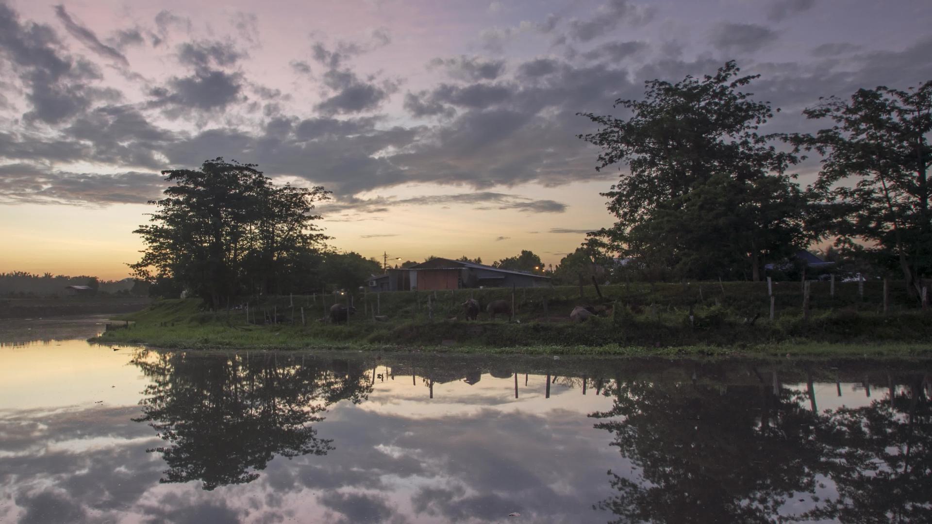 日出在河边的水牛院子里视频的预览图