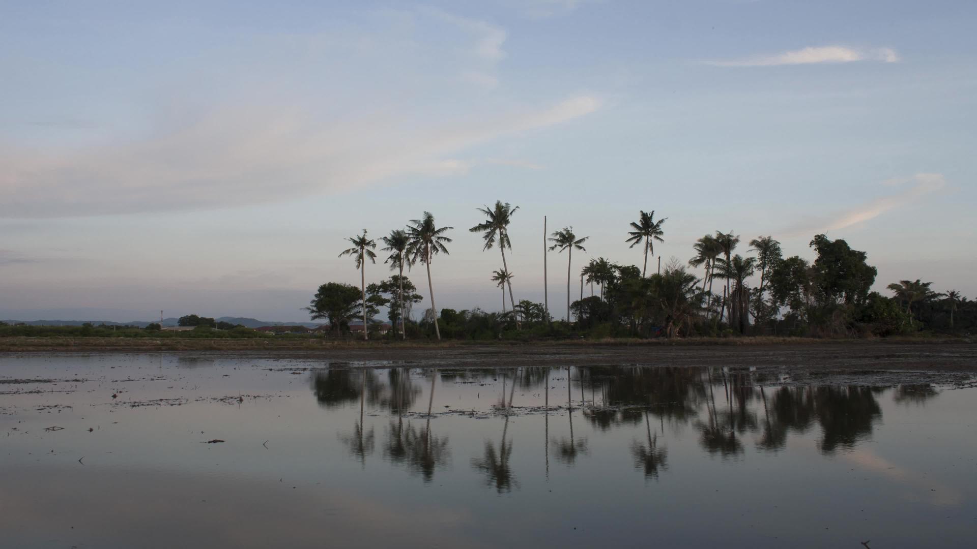 Malaysia附近的Kampung一排椰子树日落视频的预览图