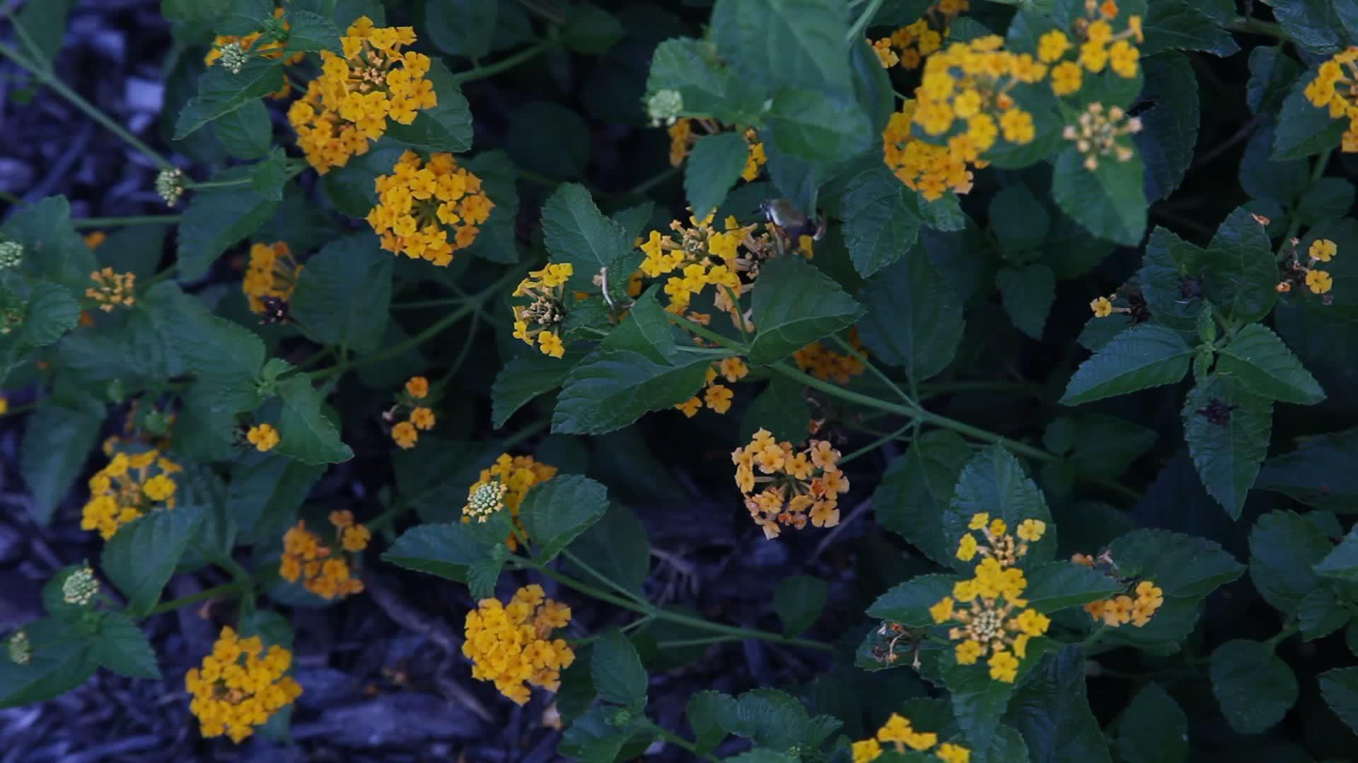 昆虫从亚特兰大花中获得花蜜视频的预览图