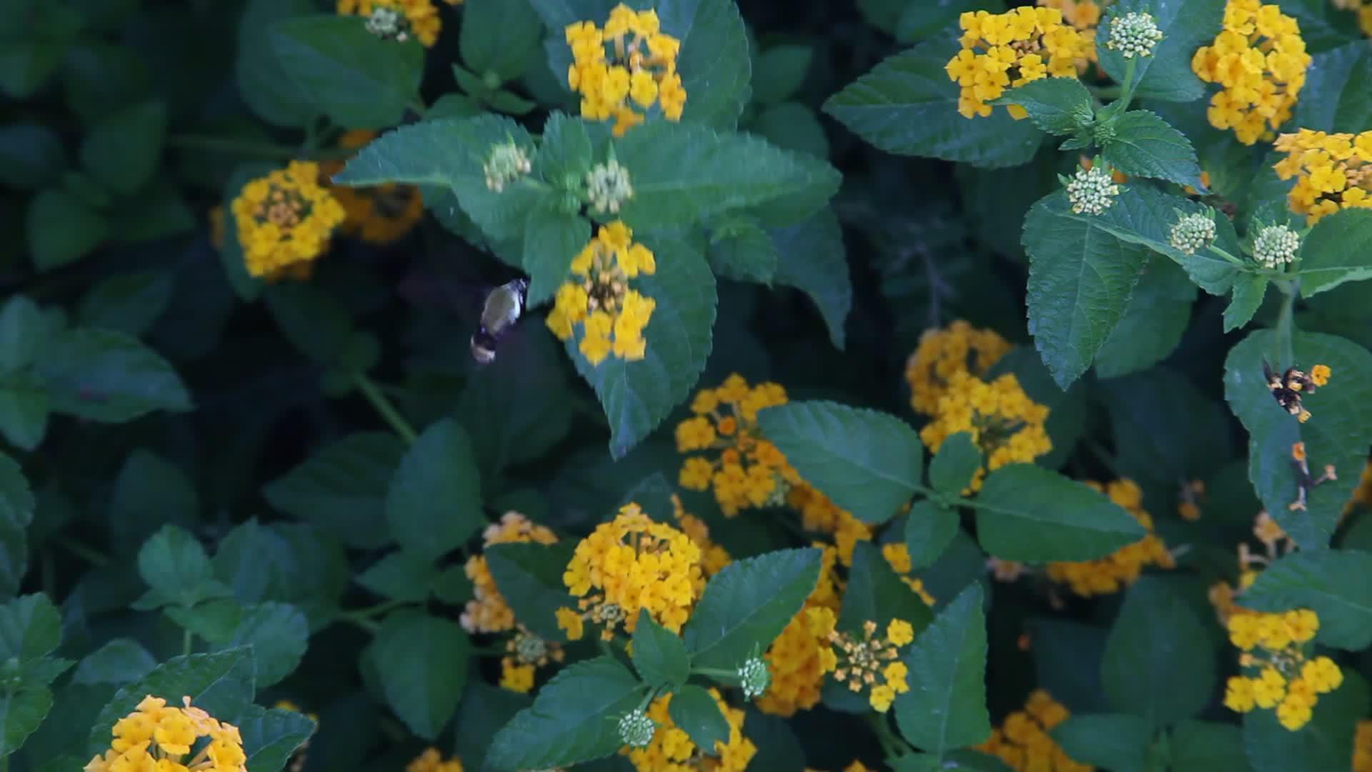 黄亚特兰大花粉视频的预览图