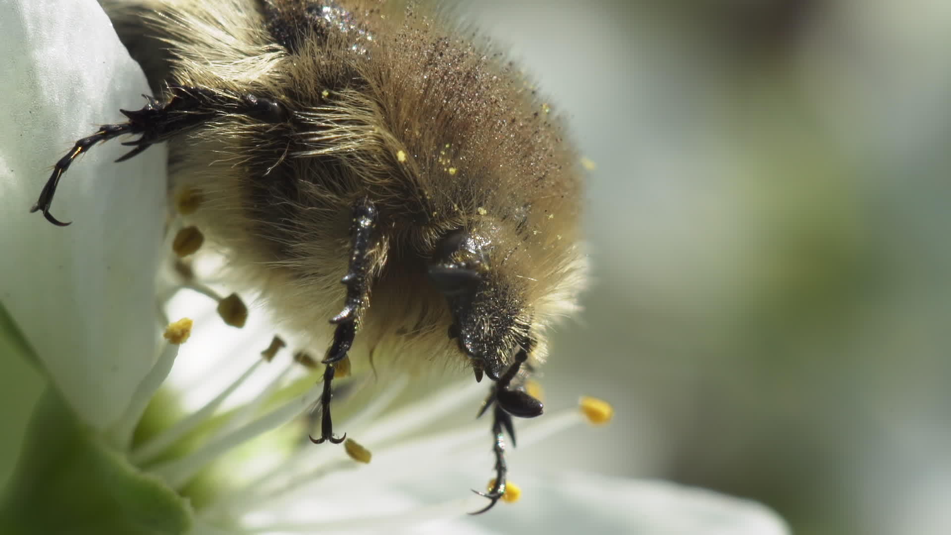 TropinotaHirta甲虫视频的预览图