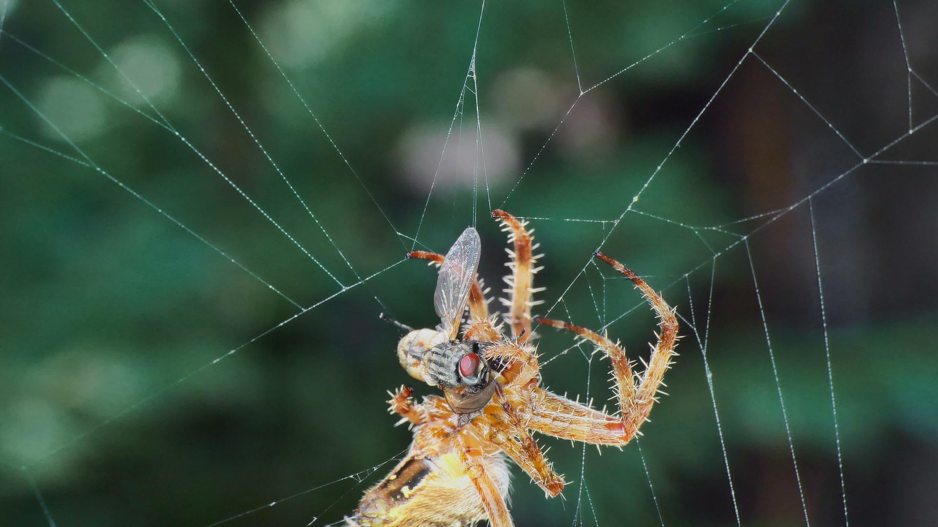 蜘蛛在网中吃苍蝇4K视频的预览图