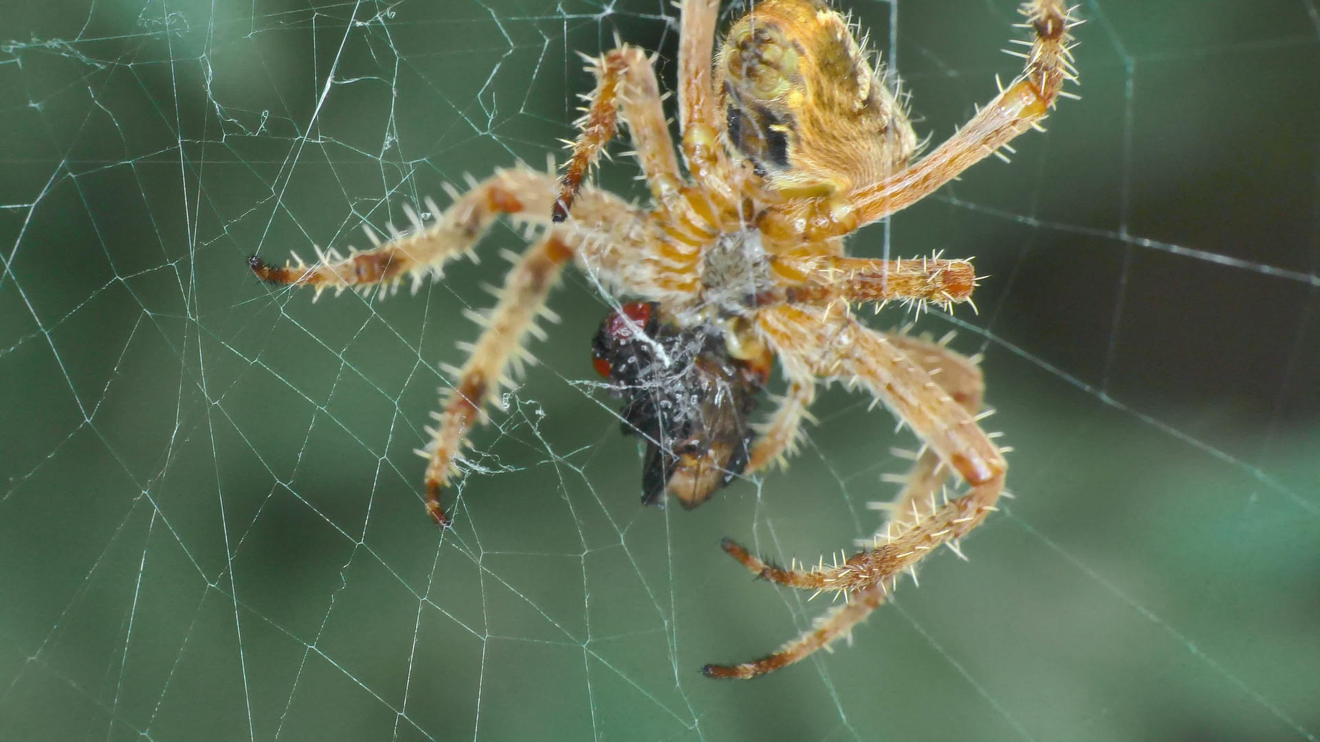 蜘蛛在网中吃苍蝇4K视频的预览图