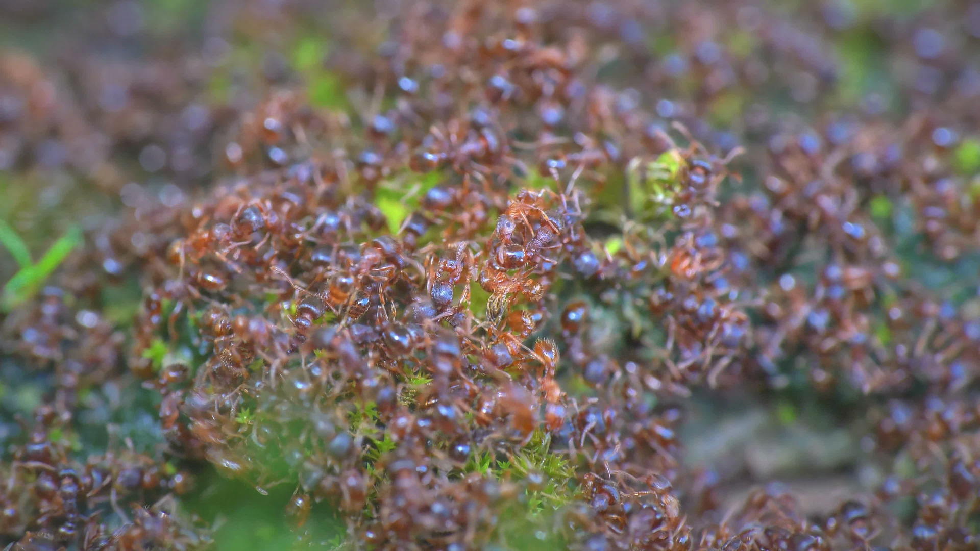 蚂蚁爬进蚂蚁山的宏观视频4k视频的预览图