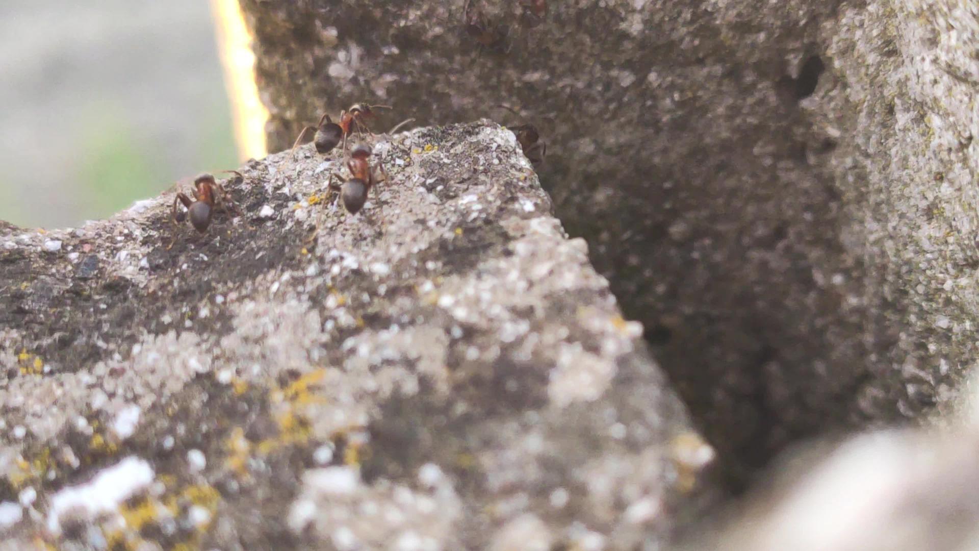 岩石上的蚂蚁视频的预览图