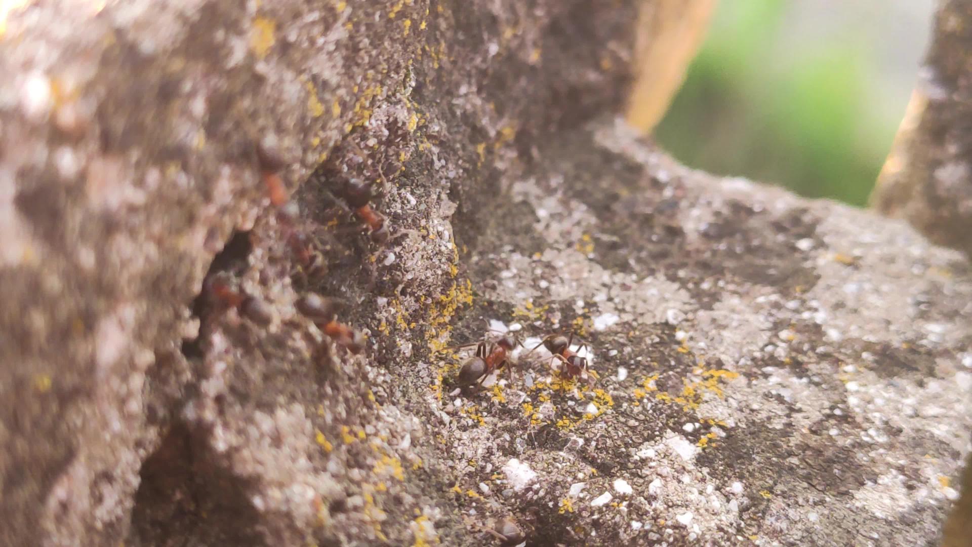 岩石上的蚂蚁2视频的预览图
