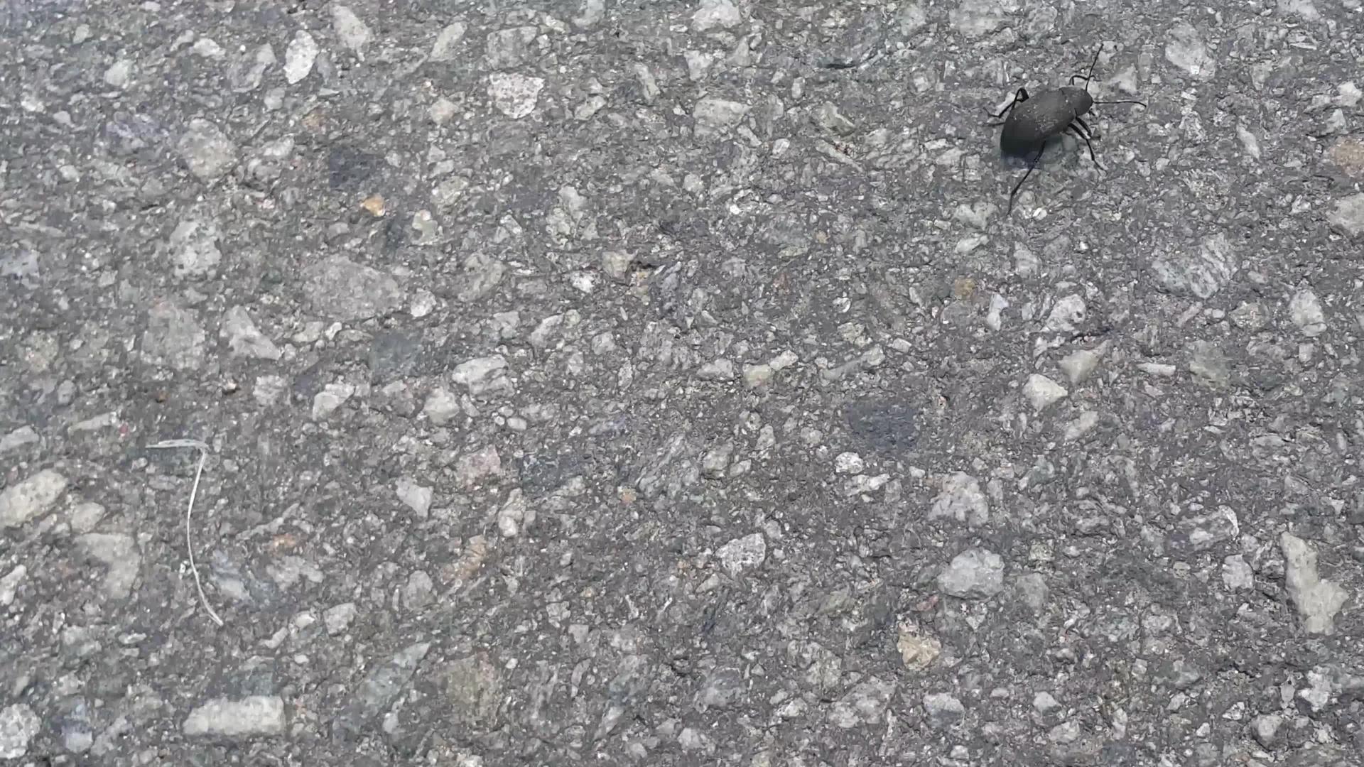 黑色大黑虫甲虫运行在灰色路面混凝土地板上视频的预览图