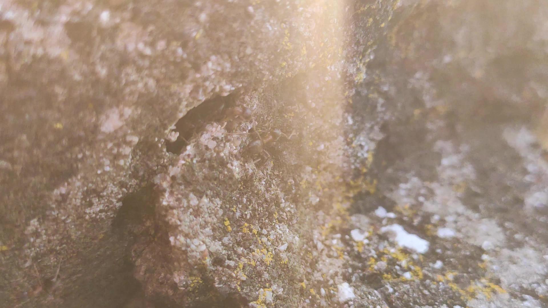 岩石上的蚂蚁3视频的预览图
