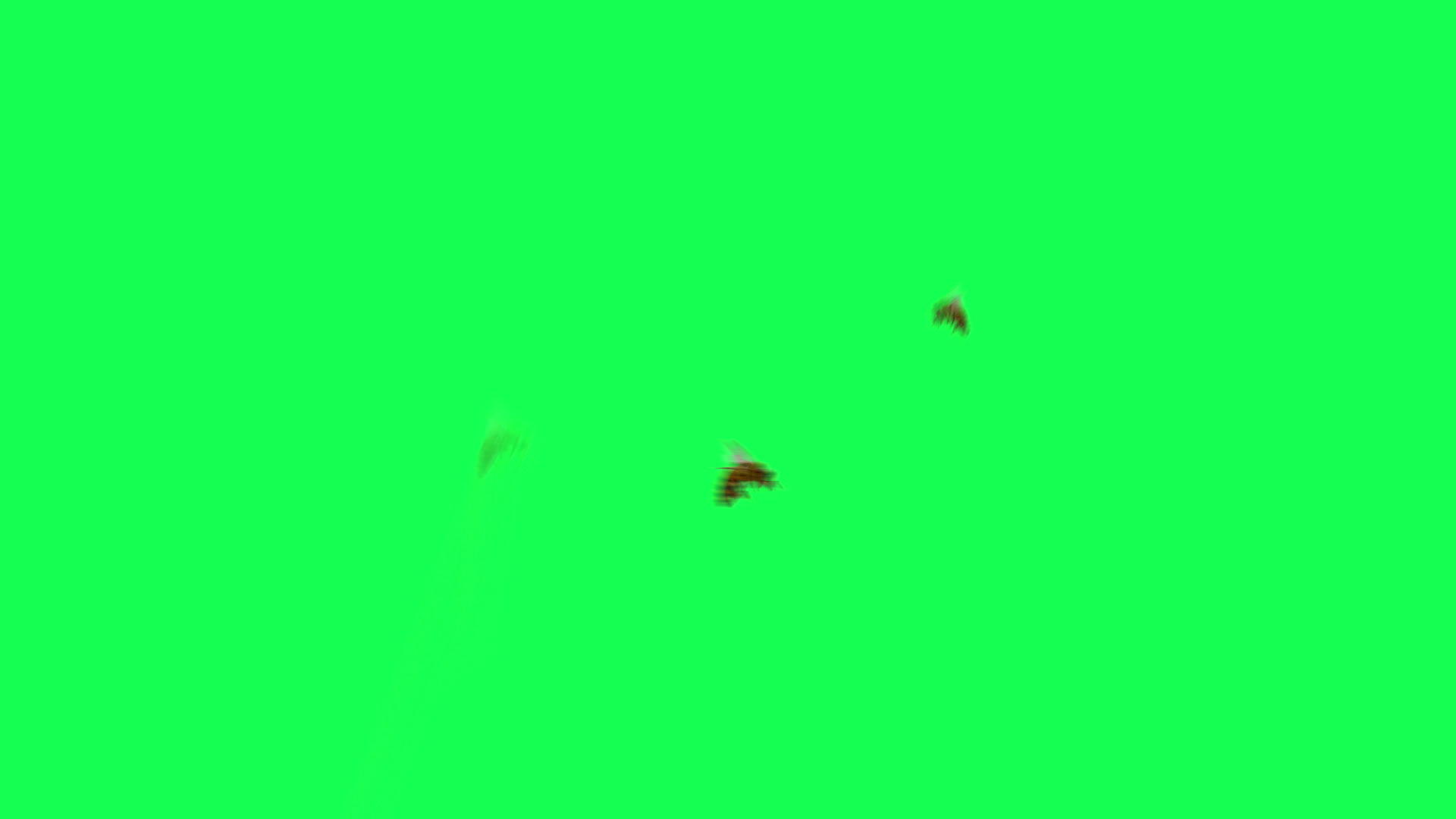 蜜蜂在绿屏上飞翔视频的预览图