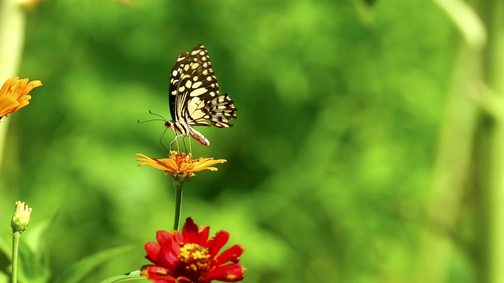 花中的蝴蝶昆虫片段视频的预览图