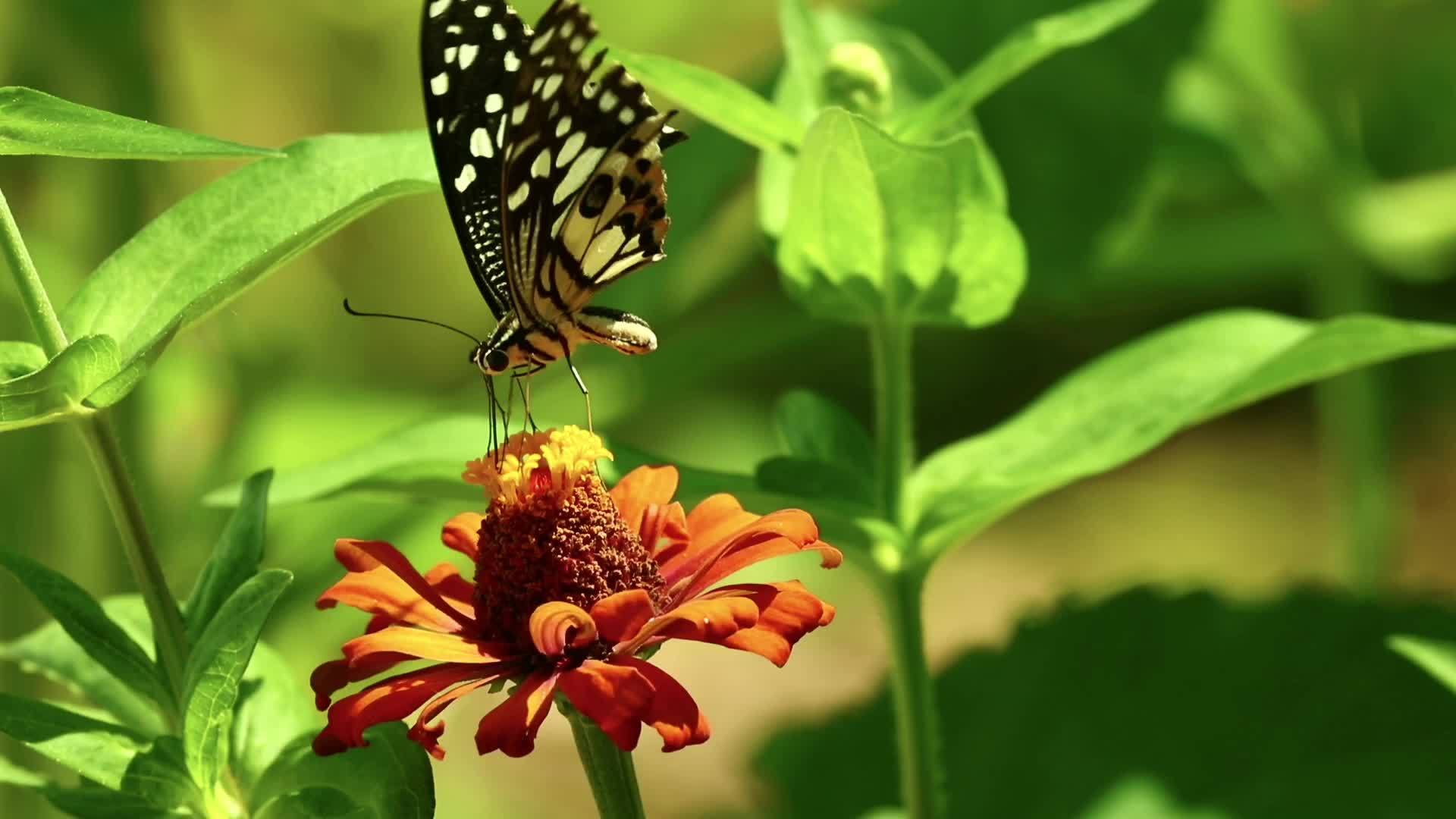 蝴蝶在橙花昆虫上视频的预览图