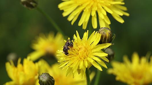 小蜜蜂从花中收集花粉视频的预览图