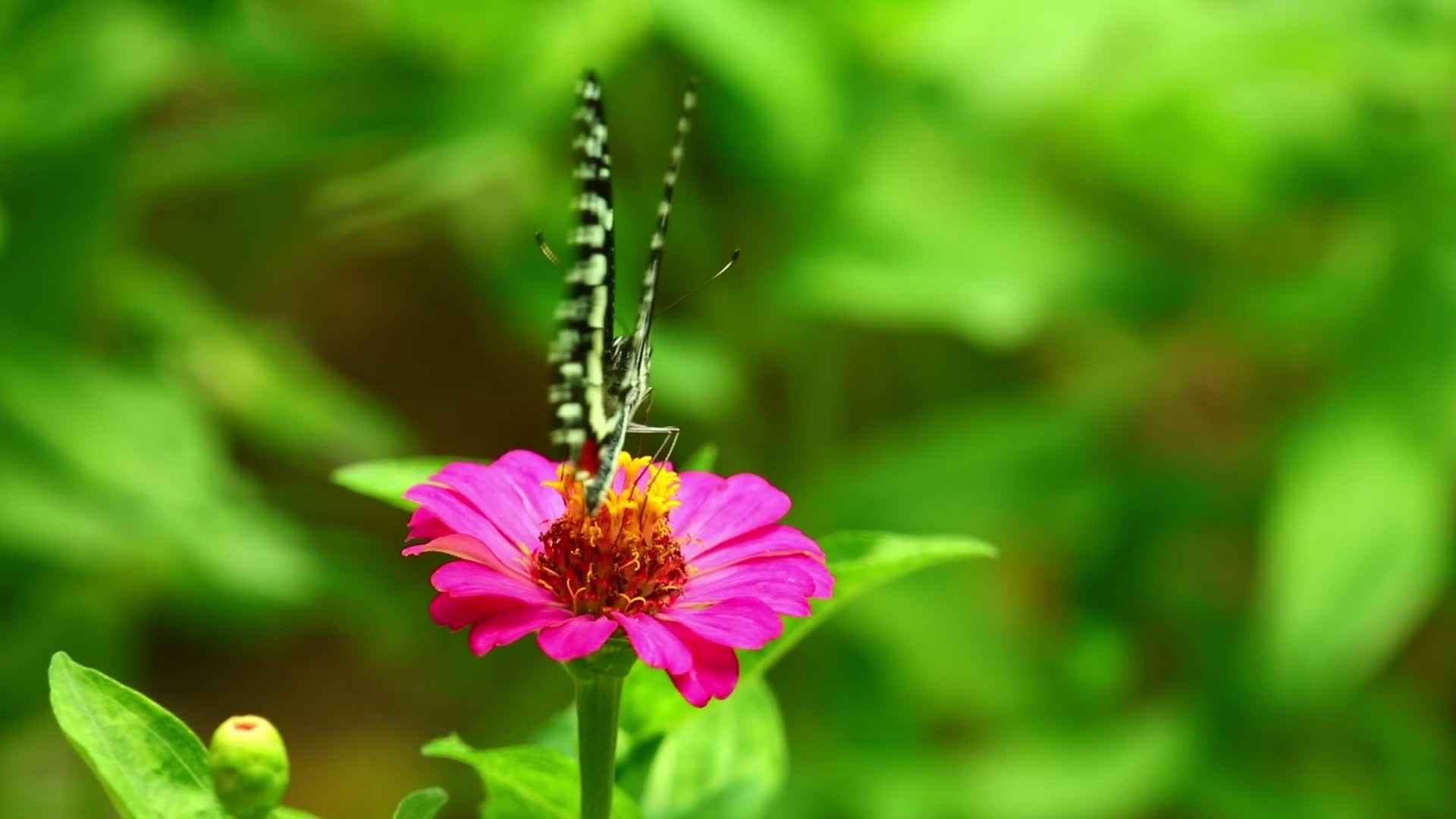 蝴蝶在粉色花朵的阳光花园里觅食视频的预览图