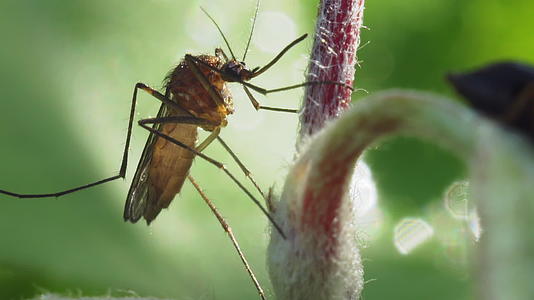 植物干部上的蚊子视频的预览图