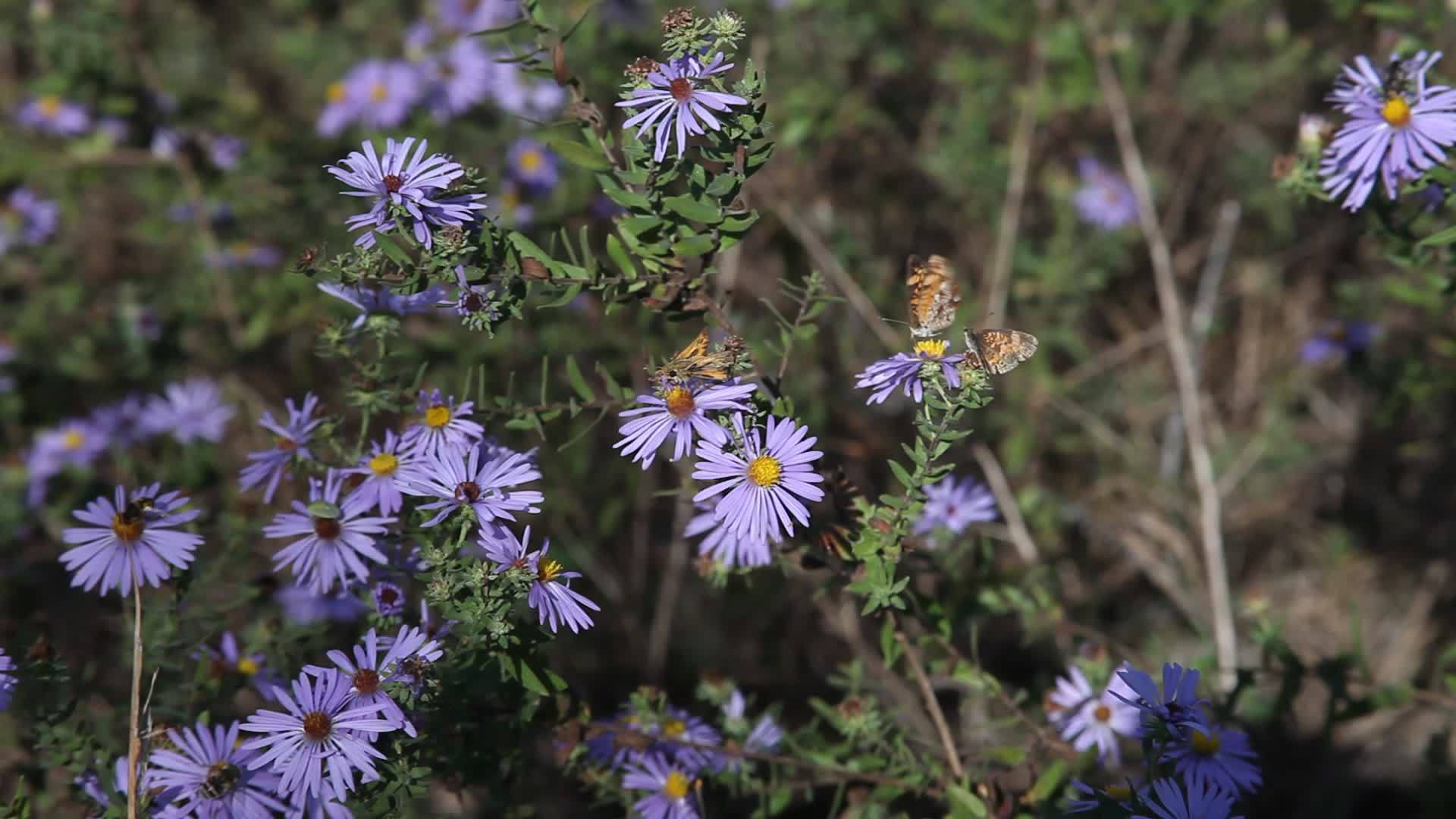 紫花上的昆虫视频的预览图